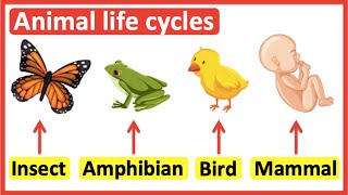 Animal life cycles  Insects Amphibians Birds amp Mammals [upl. by Thebazile322]