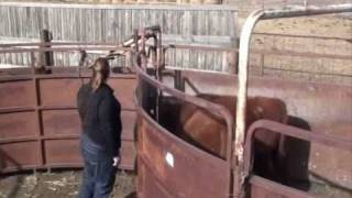 Cattle Handling for Backgrounding Feedlots [upl. by Fitzhugh]