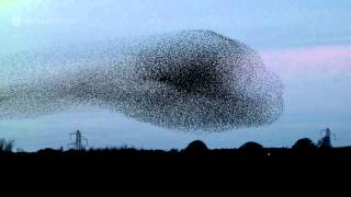 Gretna Green Starling Murmurations [upl. by Ginevra]