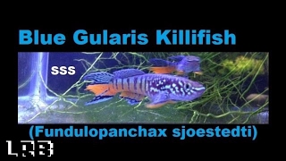 SSS Ep 3 Blue Gularis Killifish Fundulopanchax sjoestedti [upl. by Cissiee]