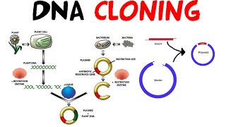 DNA cloning [upl. by Anrol433]