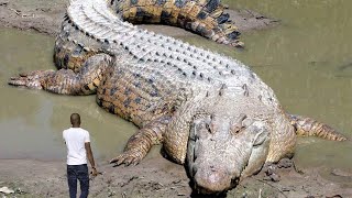 10 Largest Reptiles in the World Crocodiles and Turtles [upl. by Gherardo]