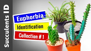 SUCCULENT TYPES  EUPHORBIA Collection 1  Succulent Identification [upl. by Eniamaj]