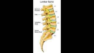 Two Minutes of Anatomy Lumbar Spine [upl. by Dame]