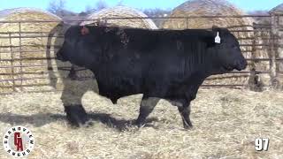 Grandview Angus Lot 97 [upl. by Pyle]