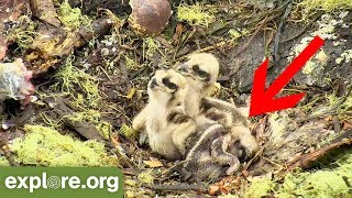 Newly Hatched Osprey Chick [upl. by Yrffoeg]