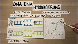 Die DNADNAHybridisierung 2020 [upl. by Eibot]