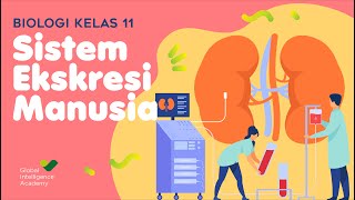 BIOLOGI Kelas 11  Sistem Ekskresi Manusia  GIA Academy [upl. by Lekram]