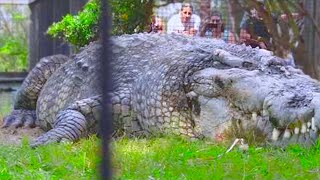 15 Abnormally Large Crocodiles That Actually Exist [upl. by Brubaker]