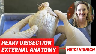 Heart Dissection Part 1 External Anatomy [upl. by Narat]