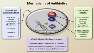 Mechanisms and Classification of Antibiotics Antibiotics  Lecture 3 [upl. by Euqinim]