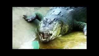 Lolong worlds largest crocodile [upl. by Ad]