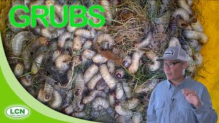 LAWN GRUBSGrub Worms How To Get Rid of Lawn Grubs [upl. by Dohsar]