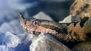 European vipers  Vipera ammodytes [upl. by Aseiram]