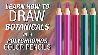 FaberCastell  Polychromos Color Pencil Demonstration [upl. by Rolyak]