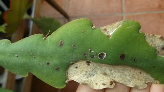 Epiphyllum Plant virus and what it looks like [upl. by Paten]