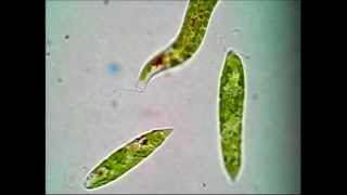 Euglena [upl. by Esdras]