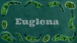 Euglena Under a Microscope  Eukaryota [upl. by Yelnet]