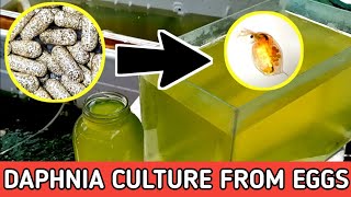 HOW TO HATCH DAPHNIA EGGS  HOW TO CULTURE DAPHNIA [upl. by Anitsrhc]