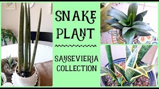 Snake Plant Collection and Plant Care Sansevieria Plant Care [upl. by Bruckner180]