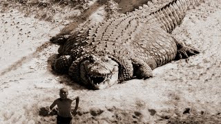 TOP 10 LARGEST CROCODILES In The World [upl. by Caravette161]