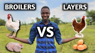 Layers vs Broilers  Which is More Profitable [upl. by Enelav]