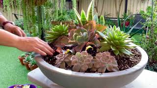 My large succulent dish arrangement [upl. by Hulen]