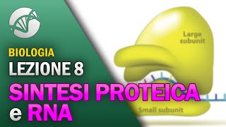 BIOLOGIA  Lezione 8  Sintesi Proteica e RNA [upl. by Anyek]