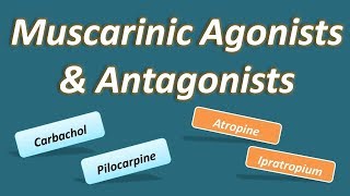 Muscarinic agonists and antagonists [upl. by Theodor]