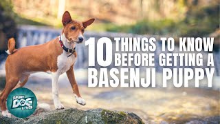 Basenji Puppies  Things to Know about Before Getting A Basenji Puppy [upl. by Lihkin]