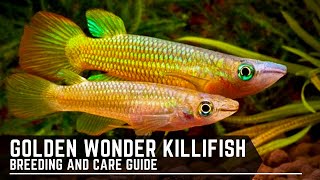 Golden Wonder Panchax  Killifish  Breeding and Care Guide [upl. by Alver825]