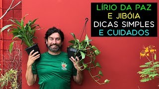 Lírio da Paz e Jibóia Dicas Simples e Cuidados [upl. by Leumas]