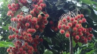 Rambutan Harvesting Nephelium lappaceum [upl. by Katzir]