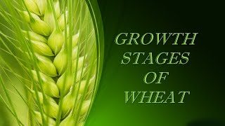 Stages of Growth in Wheat [upl. by Simpson]