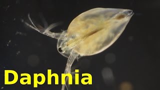 Daphnia [upl. by Erroll]