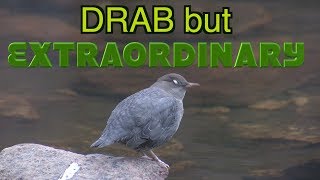 American Dipper Wading Swimming Underwater Singing NARRATED [upl. by Arianie801]