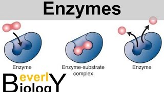 Enzymes and Catalysts [upl. by Starlene]