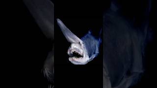 Goblin Shark [upl. by Assert]