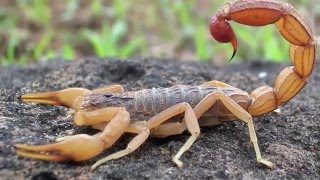 Scorpion Evolution  California Academy of Sciences [upl. by Whiffen322]