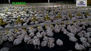 Introduction to Broiler Chicken Farming Latest Update on Market Demand and Current Production [upl. by Ellehciram316]