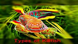 6 Types Of Killifish You Never Seen Before [upl. by Camey]