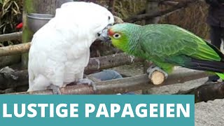 Lustige Papageien Compilation  Zum Totlachen [upl. by Melisent621]