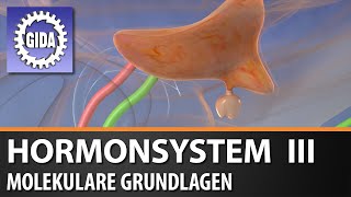 Trailer  Hormonsystem III  Molekulare Grundlagen  Biologie  Schulfilm [upl. by Neicul]