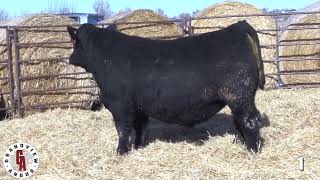 Grandview Angus Lot 1 [upl. by Essiralc]