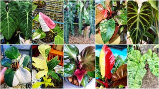 Rare Philodendron Plant Varieties with Names [upl. by Morty320]