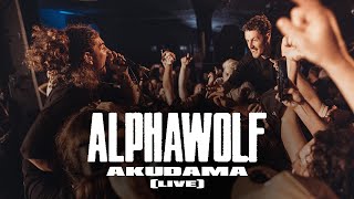 Alpha Wolf  Akudama Live in Frankston [upl. by Jarred984]