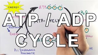 Mechanism of ATPADP Cycle [upl. by Rondon]