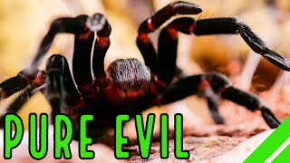 Mexican Red Rump Tarantula BrachypelmaTliltocatl vagans Care amp Facts [upl. by Hite]