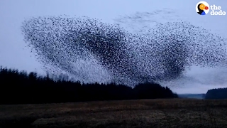 Watch These Birds Fly In The Most Perfect Formation [upl. by Egbert511]