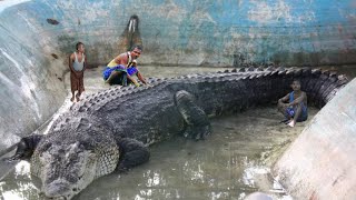 10 Biggest Crocodiles In The World [upl. by Anal]